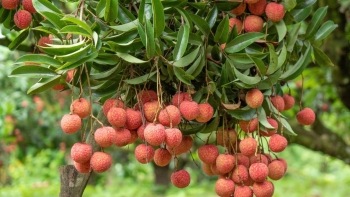 Vượt rào cản chất lượng – Nông sản Việt trên đường vươn tầm quốc tế