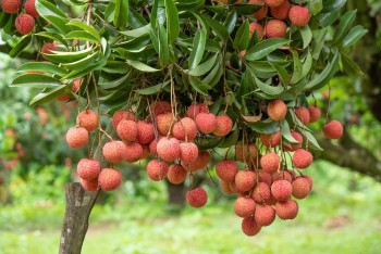 Vượt rào cản chất lượng – Nông sản Việt trên đường vươn tầm quốc tế