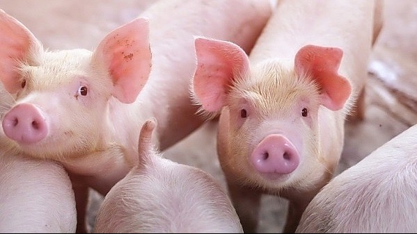 Giá heo hơi tiếp tục giảm nhẹ
