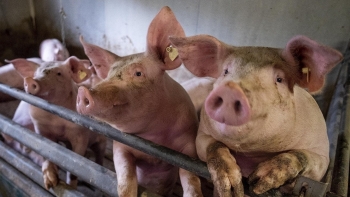 Giá heo hơi giảm sâu, áp lực đè nặng chăn nuôi