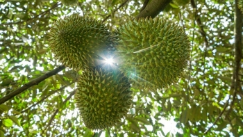 Sầu riêng Việt: Làm sao giữ thị phần ngay trên “sân nhà”?