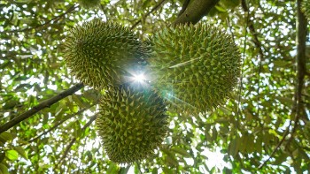 Sầu riêng Việt: Làm sao giữ thị phần ngay trên “sân nhà”?