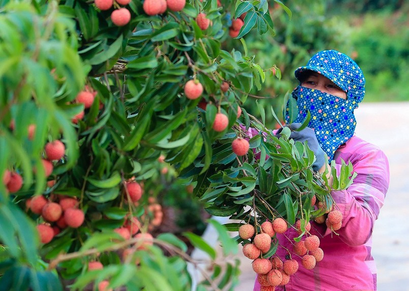 Xuất khẩu nông sản là sân chơi của tiêu chuẩn