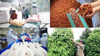 Gạo và rau quả “hụt hơi”: Cảnh báo chiến lược hay cơ hội tái cấu trúc?