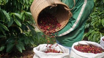 Giá cà phê hôm nay tiếp tục chịu áp lực giảm: Triển vọng sản lượng toàn cầu ở mức kỷ lục