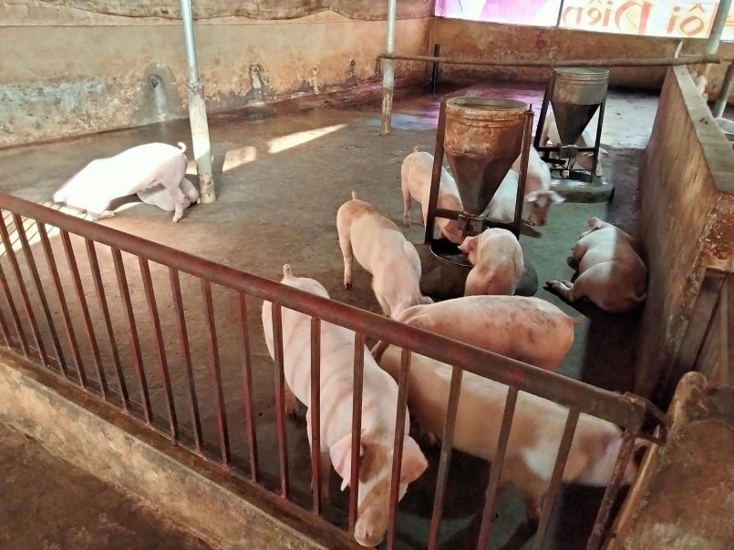 Người chăn nuôi nhỏ lẻ gặp khó khi giá heo hơi giảm sâu, tiêu thụ chậm.