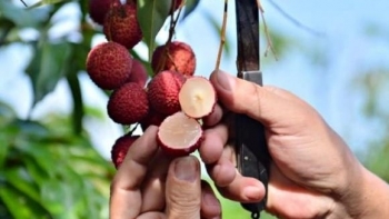 Vải không hạt có gì đặc biệt mà gây ấn tượng mạnh trên thị trường?