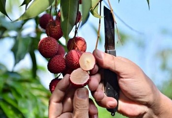 Vải không hạt có gì đặc biệt mà gây ấn tượng mạnh trên thị trường?