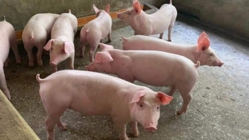 Giá heo hơi đồng loạt giảm, cao nhất 71.000 đồng/kg