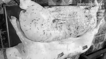 Vụ ồn ào thịt heo: Không khởi tố C.P. Việt Nam vì không có dấu hiệu vi phạm an toàn thực phẩm