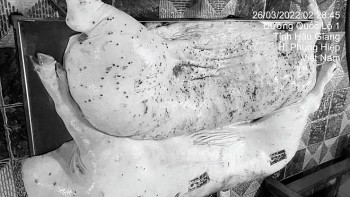 Vụ ồn ào thịt heo: Không khởi tố C.P. Việt Nam vì không có dấu hiệu vi phạm an toàn thực phẩm