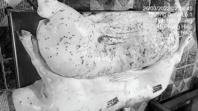 Hình ảnh được cho là thịt heo bẩn được hệ thống C.P Việt Nam tuồn ra thị trường do chủ tài khoản đăng tải trên mạng xã hội. Ảnh: Jonny Lieu Hình ảnh được cho là thịt heo bẩn được hệ thống C.P Việt Nam tuồn ra thị trường do chủ tài khoản đăng tải trên mạng xã hội. Ảnh: Jonny Lieu