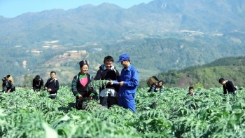 Khai mở “mỏ vàng xanh” dược liệu Tây Bắc bằng tư duy chuỗi giá trị và thương hiệu
