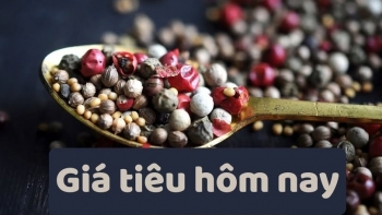 Giá tiêu tăng liên tiếp 7 ngày, chạm mốc 147.000 đồng/kg