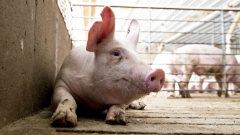 Giá heo hơi tiếp tục giảm tại miền Trung, miền Nam