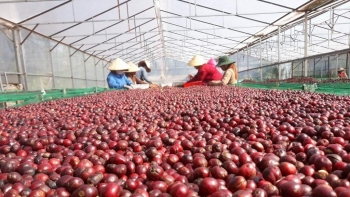 Giá cà phê trong nước tăng nhẹ, thế giới đồng loạt giảm