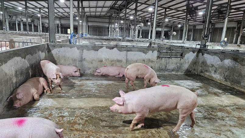 Hoạt động thu mua heo tại một trại chăn nuôi quy mô lớn ở miền Nam, nơi giá đang dao động từ 69.000–71.000 đồng/kg – cao nhất cả nước.