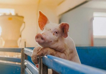 Giá heo hơi liên tiếp giảm tại miền Trung và miền Nam