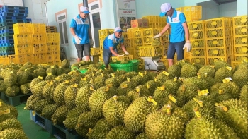 Chuẩn hóa chất lượng, nâng tầm sầu riêng Việt