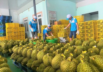 Chuẩn hóa chất lượng, nâng tầm sầu riêng Việt