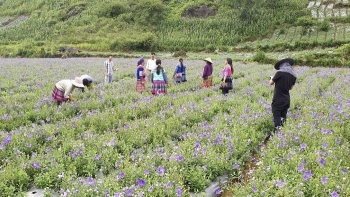 Y dược cổ truyền phát triển đúng tầm – hướng đi chiến lược cho ngành sản phẩm thiên nhiên