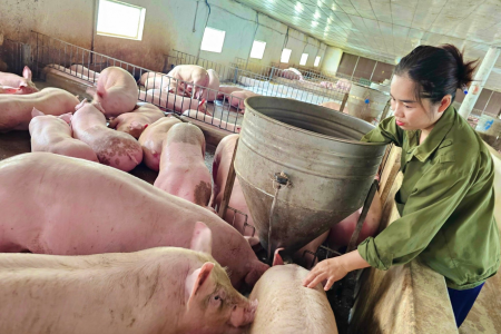 Người chăn nuôi theo dõi sức khỏe đàn heo tại một trang trại ở miền Trung, trong bối cảnh giá heo hơi duy trì ổn định nhưng chi phí đầu vào vẫn ở mức cao.