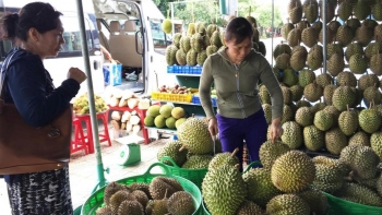 Sầu riêng Việt Nam tái cấu trúc để phát triển bền vững