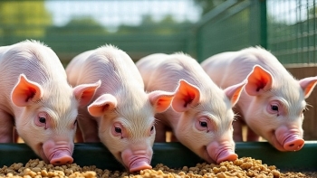 Giá heo hơi hạ nhiệt trên diện rộng, đỉnh chỉ còn 70.000 đồng/kg