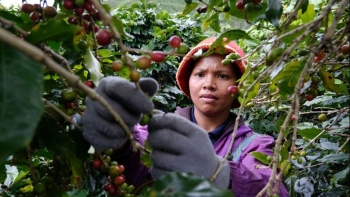 Giá cà phê phục hồi sau hai tháng giảm sâu: Cơ hội và thách thức đan xen