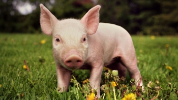 Giá heo hơi giảm nhẹ tại miền Nam