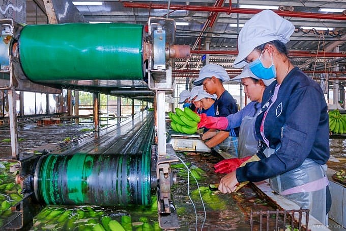 Dây chuyền đóng gói trái cây tươi tại một cơ sở sơ chế, nơi vẫn còn thiếu liên kết với vùng nguyên liệu và công nghệ bảo quản hiện đại.