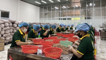 Xuất khẩu điều tăng tốc nhờ đòn bẩy chất lượng