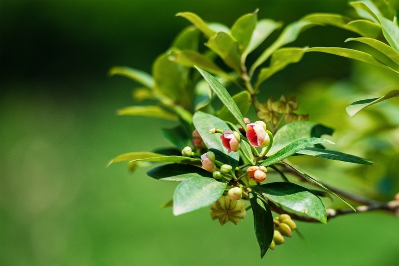 Hoa hồi gồm 5-8 cánh hình thoi xếp thành hình sao hoặc nan hoa, mùi thơm nồng ấm đặc trưng. Hoa hồi gồm 5-8 cánh hình thoi xếp thành hình sao hoặc nan hoa, mùi thơm nồng ấm đặc trưng.