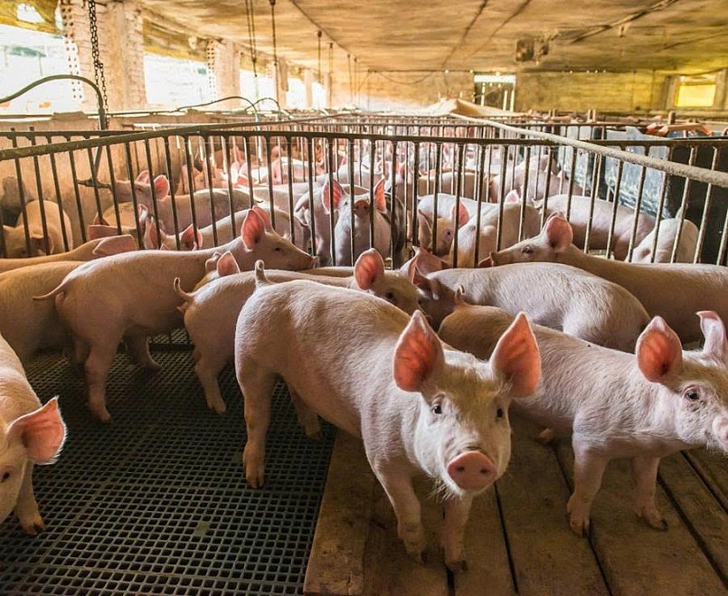 Nâng nhận thức tiêu dùng để hàng giả biến mất