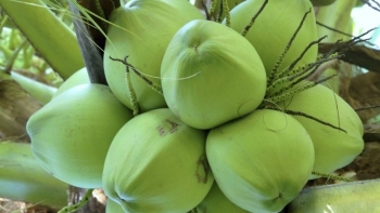 Xuất khẩu rau quả 2025: Dừa vươn lên thành điểm sáng, sầu riêng – thanh long hụt hơi