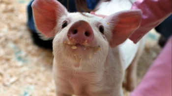 Giá heo hơi đồng loạt giảm: Áp lực kép bủa vây thị trường