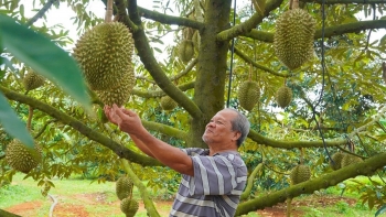 Mã số vùng trồng là “hộ chiếu” của sầu riêng xuất khẩu