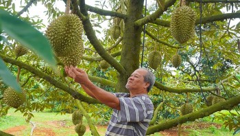 Mã số vùng trồng là “hộ chiếu” của sầu riêng xuất khẩu