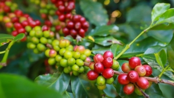 Giá cà phê nội địa tăng nhẹ giữa làn sóng giảm sâu của thị trường thế giới