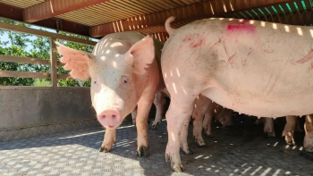Giá heo hơi giảm rải rác tại một số tỉnh