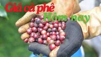 Giá cà phê hôm nay 12/7: Giảm mạnh dưới mốc 90.000 đồng/kg, chạm đáy sau một năm