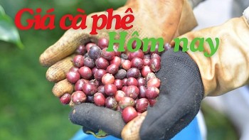 Giá cà phê hôm nay 12/7: Giảm mạnh dưới mốc 90.000 đồng/kg, chạm đáy sau một năm