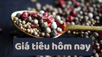 Giá tiêu hôm nay 12/7: điều chỉnh giảm nhẹ, thị trường chờ xung lực mới