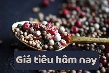 Giá tiêu hôm nay 12/7: điều chỉnh giảm nhẹ, thị trường chờ xung lực mới