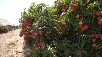 Kỳ tích vải thiều Việt Nam: Đỏ rực giữa sa mạc, thơm ngọt trên bàn ăn châu Âu