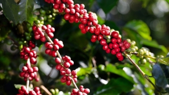 Giá cà phê hôm nay 13/7: Chững lại giữa sóng gió, dự báo tiếp tục giằng co