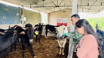 Tôm reo trên sóng, dược liệu thơm lòng đất – Nông dân Quảng Ninh viết chuyện mùa vàng