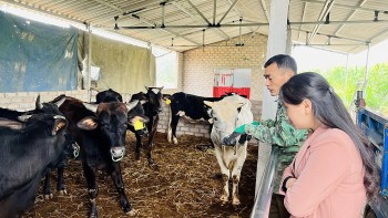 Tôm reo trên sóng, dược liệu thơm lòng đất – Nông dân Quảng Ninh viết chuyện mùa vàng