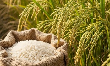 Lúa gạo vững giá, đầu ra lặng sóng: Nỗi thấp thỏm giữa mùa vàng