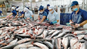 Cá tra Việt đang thắng thế tại Brazil